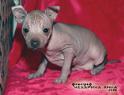  xoloitzcuintle