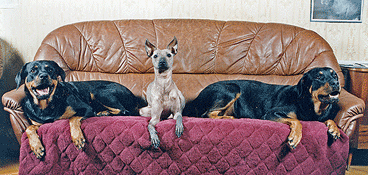 xoloitzcuintle - прекрасно уживаются с другими породами собак