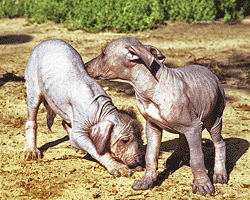  xoloitzcuintle