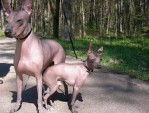 Harmeks Hemilia (standart) & Harmeks Pelon (mini)