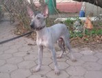 Стандартный мальчик (продан)