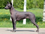 Harmeks Yanessa (standard)