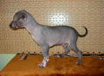 Средний кобелек (продан)
